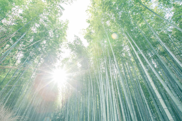 SHA.sha.PAKU vol.77「今のうちに行っておきたい！京都嵯峨野嵐山♪」