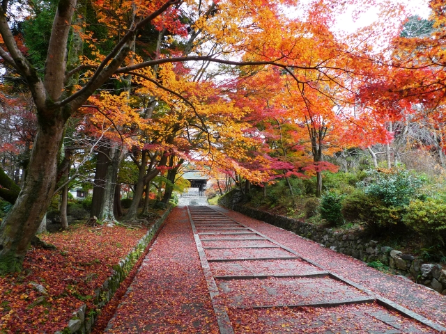 SHA.sha.PAKU vol.81「穴場の京都紅葉名所へ行こう♪」