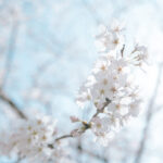 【参加募集】3/28(火)開催＊SHA.sha.PAKU vol.106「春だ！桜シーズン始まるよ～♪」