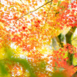 【参加募集】初心者さん向け撮影実習「SEEDSⅢ」＊11/5(日)開催＊テーマ「色・形・光を意識して紅葉を撮ろう！」＠奈良公園