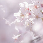 【参加募集】初心者さん向け撮影実習「SEEDSⅢ」＊3/30(日)開催＊テーマ「桜をいろんなパターンで撮ってみよう！」＠奈良